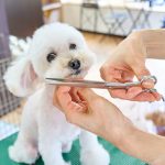 A Small White Dog Being Cut With A Pair Of Scissors Lpk2xddreli 150x150
