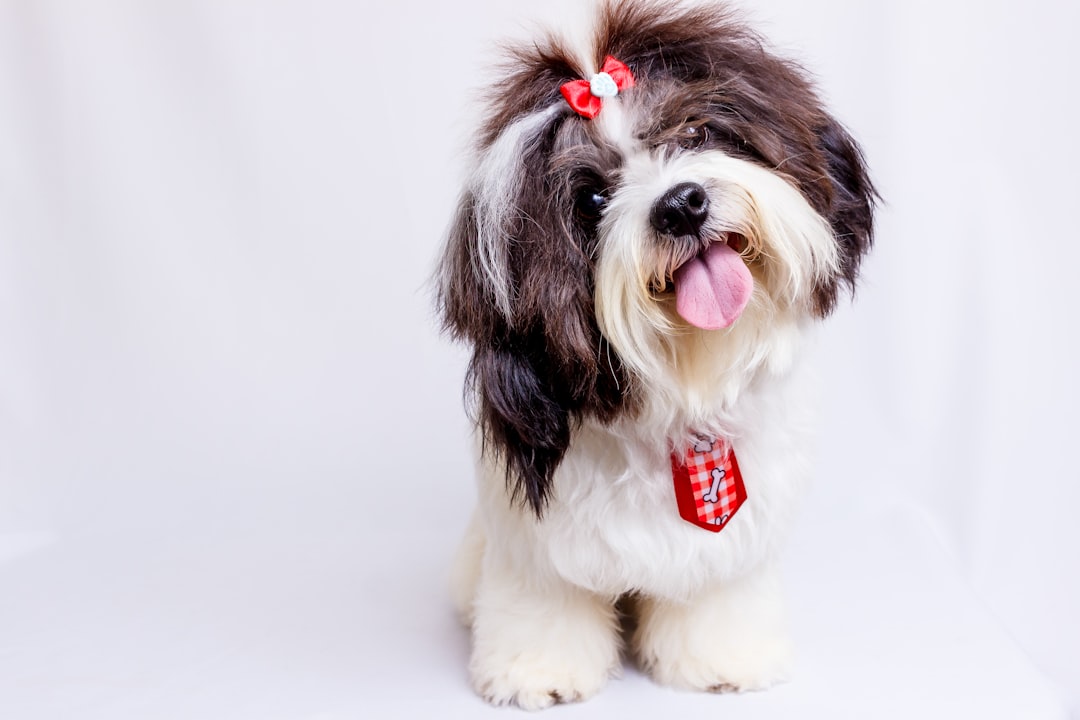 a-brown-and-white-dog-with-a-red-bow-on-its-head-hjzs2na4y-k