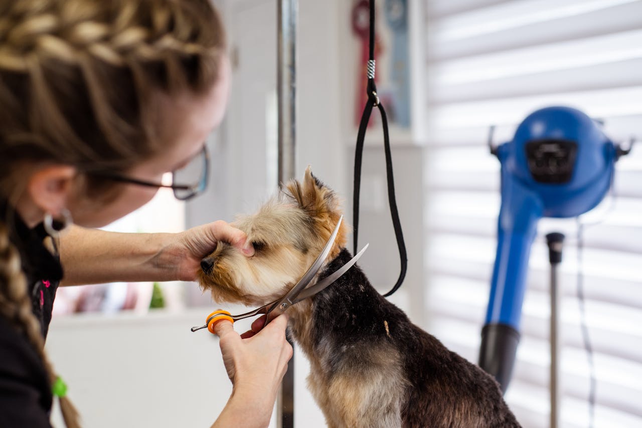 why-choose-us A woman expertly trims a small dogs fur in a professional pet grooming salon.