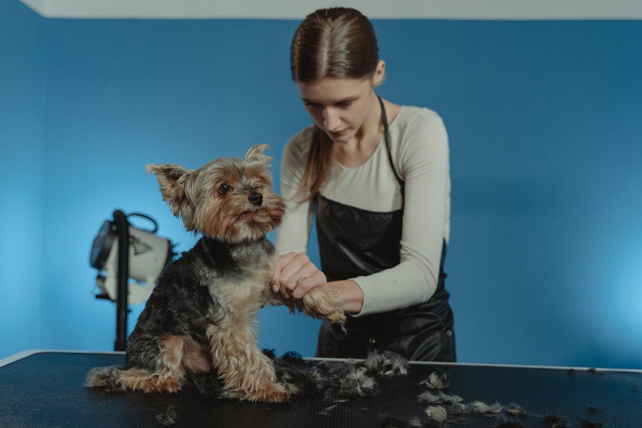 Professional groomer working on a Yorkshire Terriers fur in a bright studio setting.